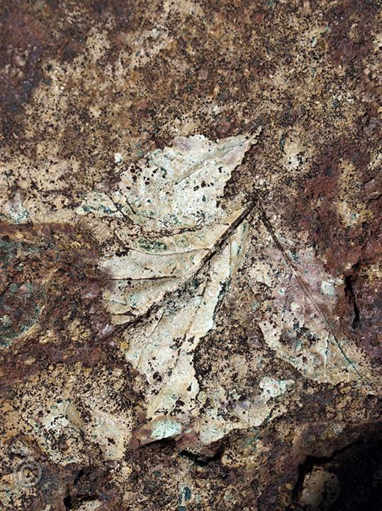 Clarno_leaf686.jpg - leaf fossil