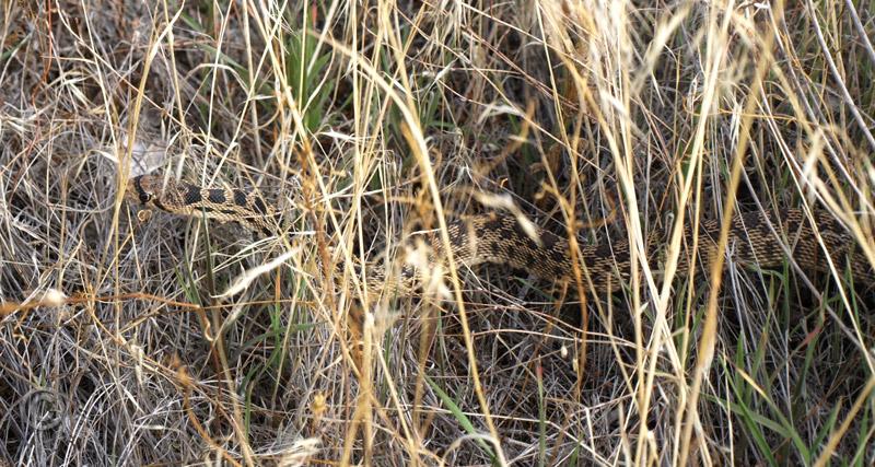 063snake.jpg - Pacific Gopher Snake I think