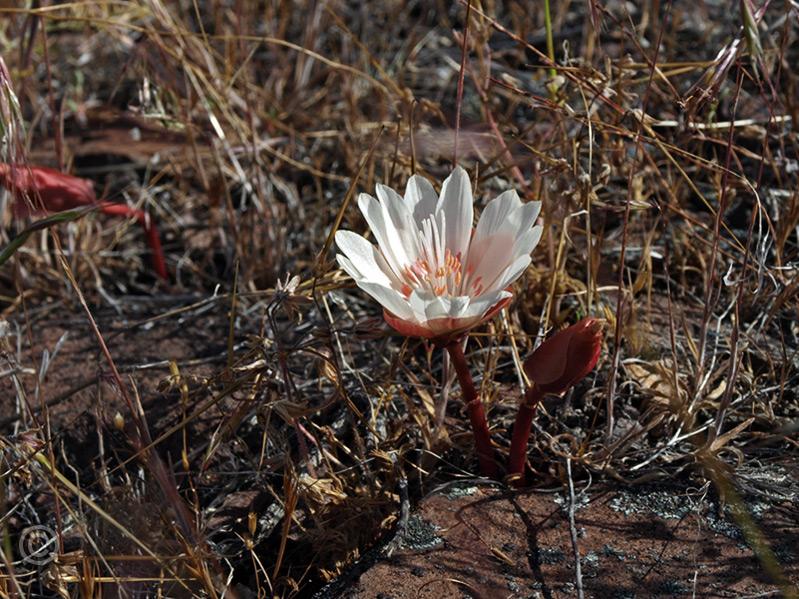 ptdhills815a.jpg - Bitterroot (Lewisia rediviva) Not a favored food the root was dug, peeled and boiled by the native Americans.