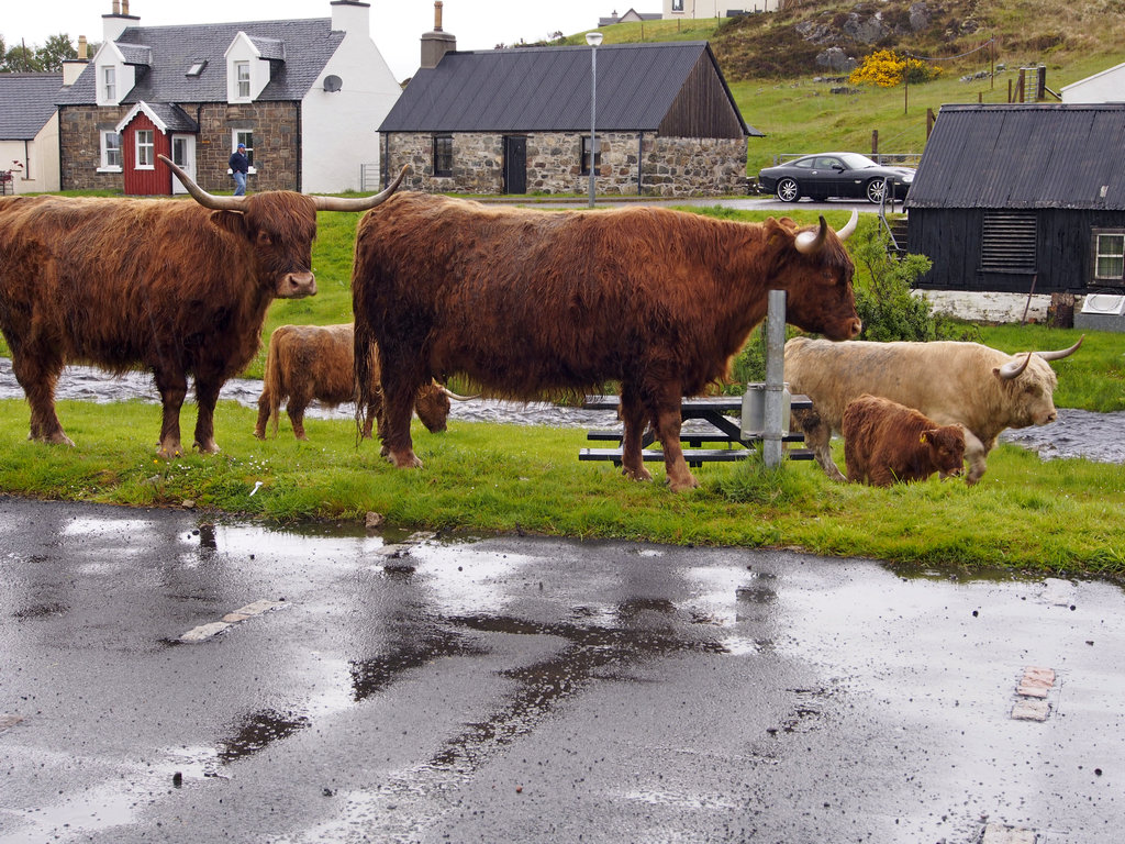 cows_1175.JPG - Durinish Village inhabitants