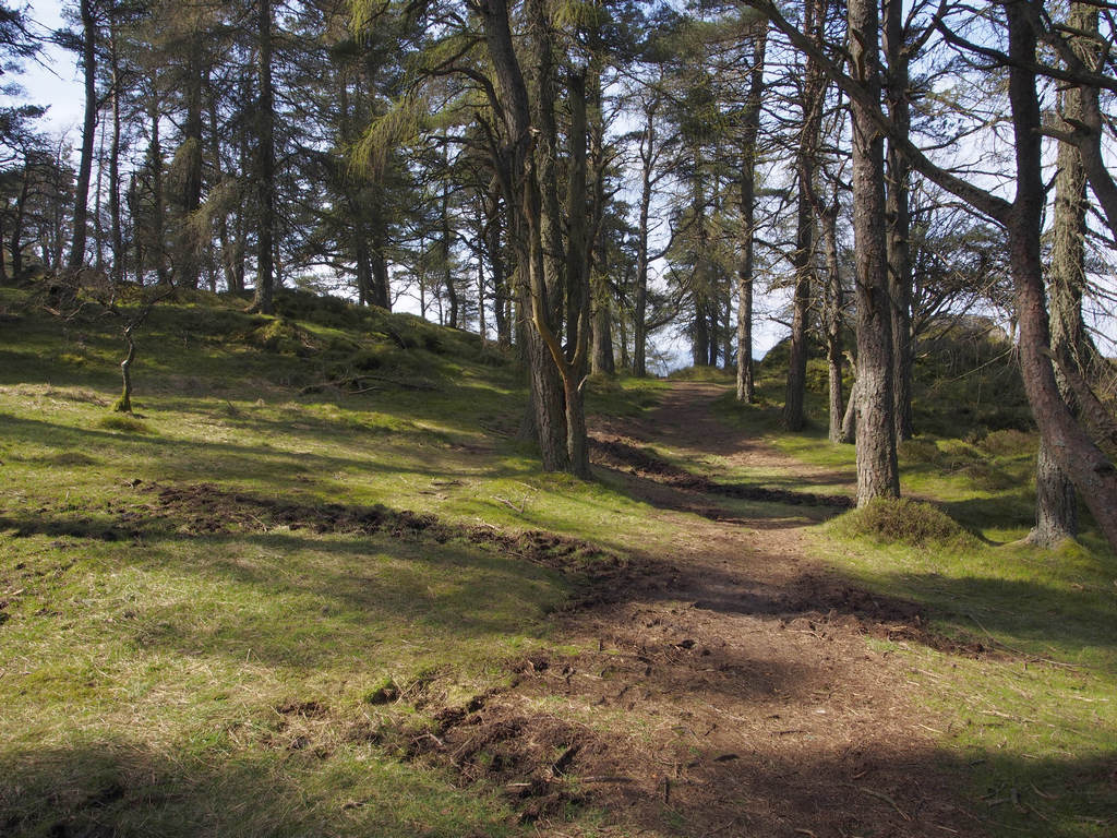 BirnamHill_0710.JPG - Birnam Hill path