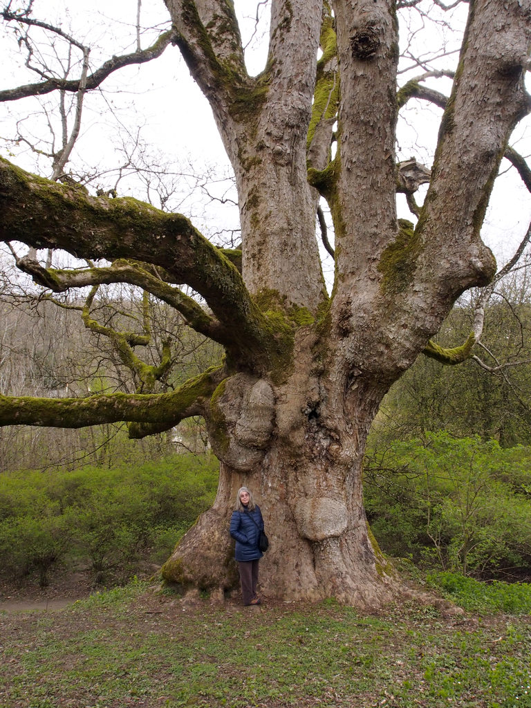 BirnamOak0453.JPG - One of the large old trees along the bank of the River Tay.