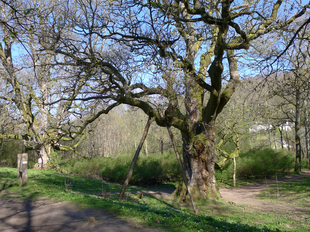 BirnamOak_R0151.JPG - The Birnam Oak. All that is left of Medieval Birnam Wood.