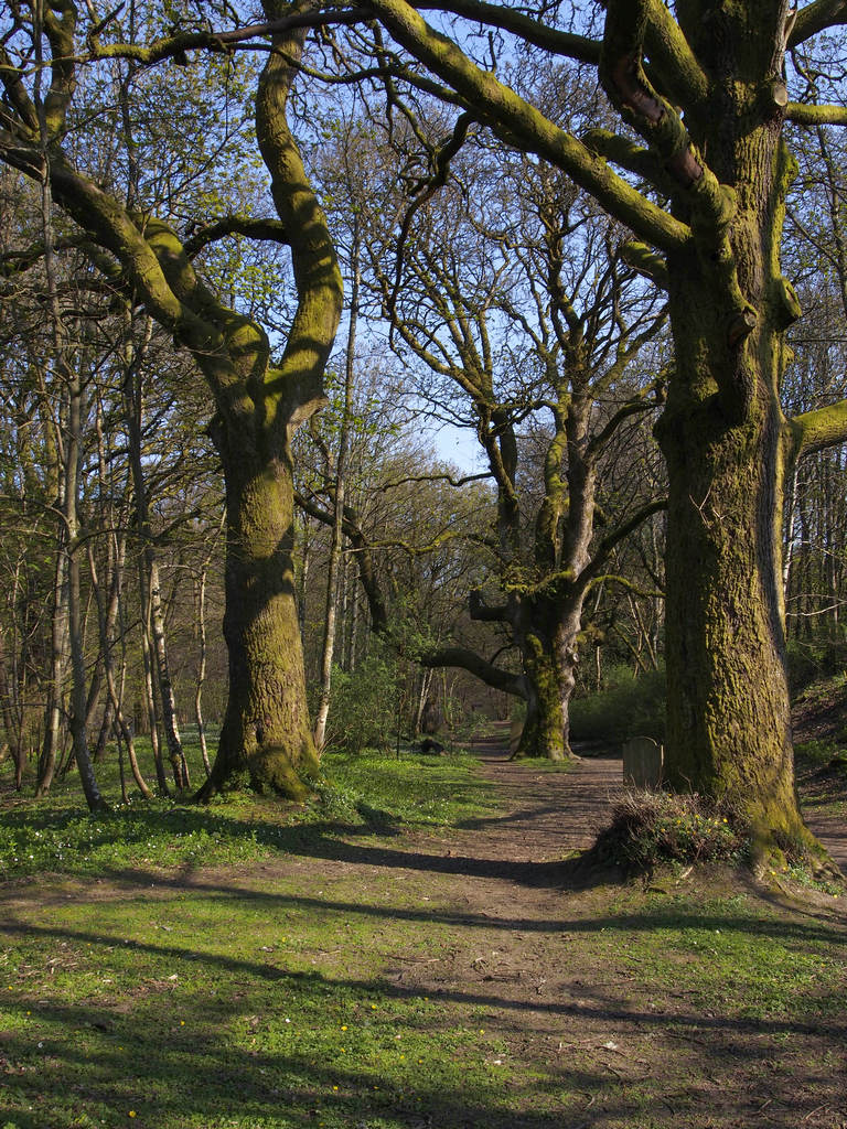 BirnamWood_0744.JPG - Path to Dunkeld.