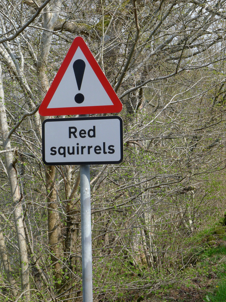 redsquirrels!_R0237.JPG - BEWARE!