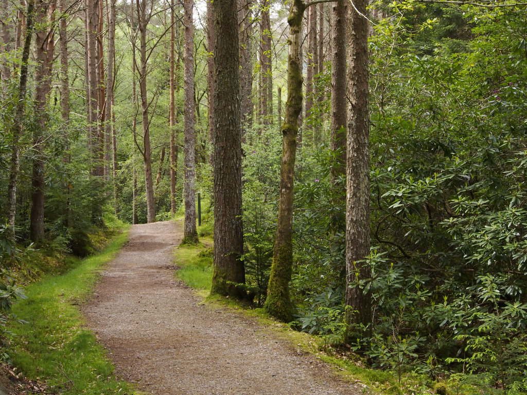 GlencoeLochan_0419.JPG - This forest on the estate of Baron Strathcona includes trees brought back from the Strathcona Estate on Vancouver Island and the Pacific Northwest. Much of this original estate was recently purchased by the Glencoe Heritage Trust. The manor house is a super expensive B&B. Our modest B&B is located on what were the original tennis courts.