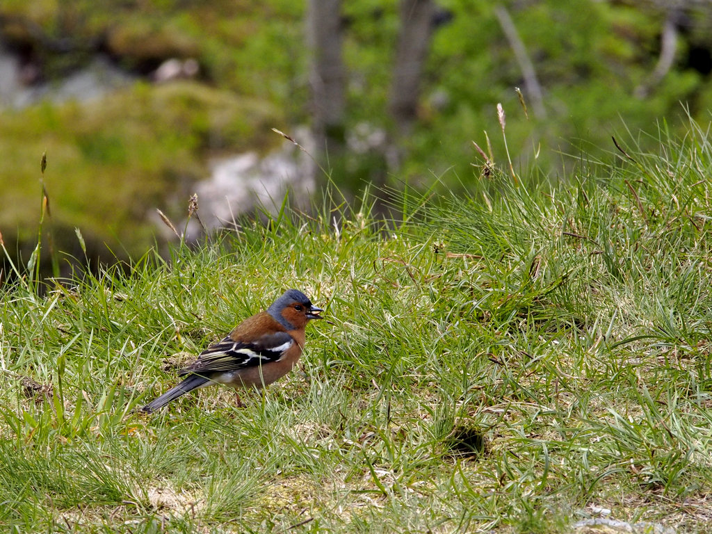 bird_0616.JPG - Lost Vally chaffinch