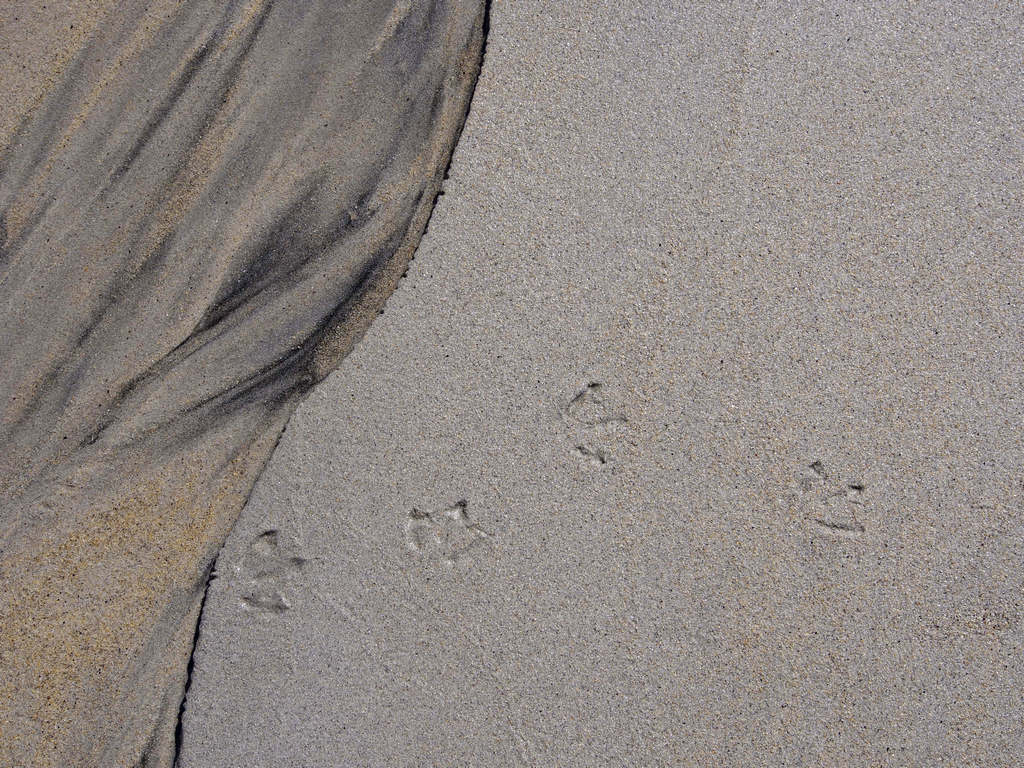 Luskentyre_0465.JPG - tracks at Traigh Rosamol