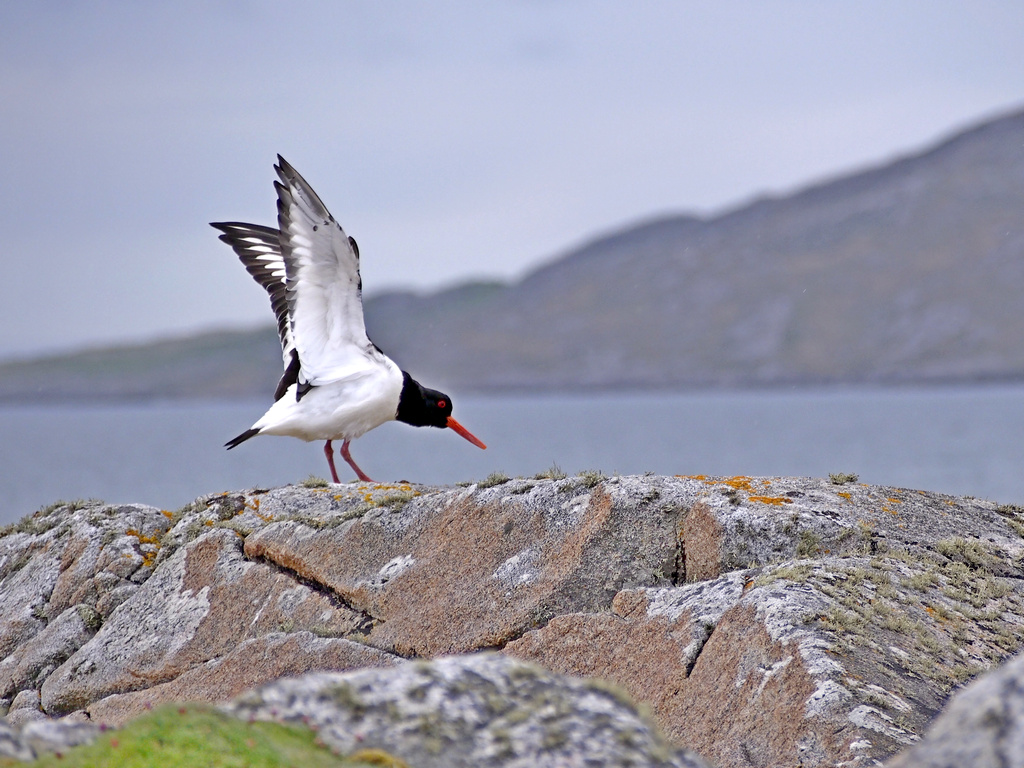 oystercatcher_0272a.JPG - Scottish Oystercatcher. Ours are all black.