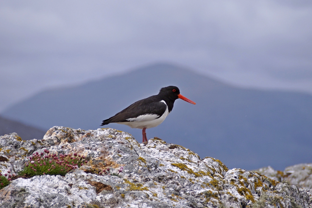 oystercatcher_0279.JPG - Oystercatcher.