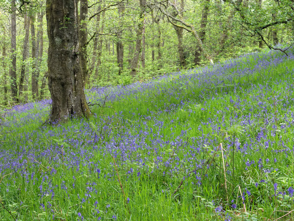 LochLommond_0920_DxO.jpg - bluebells