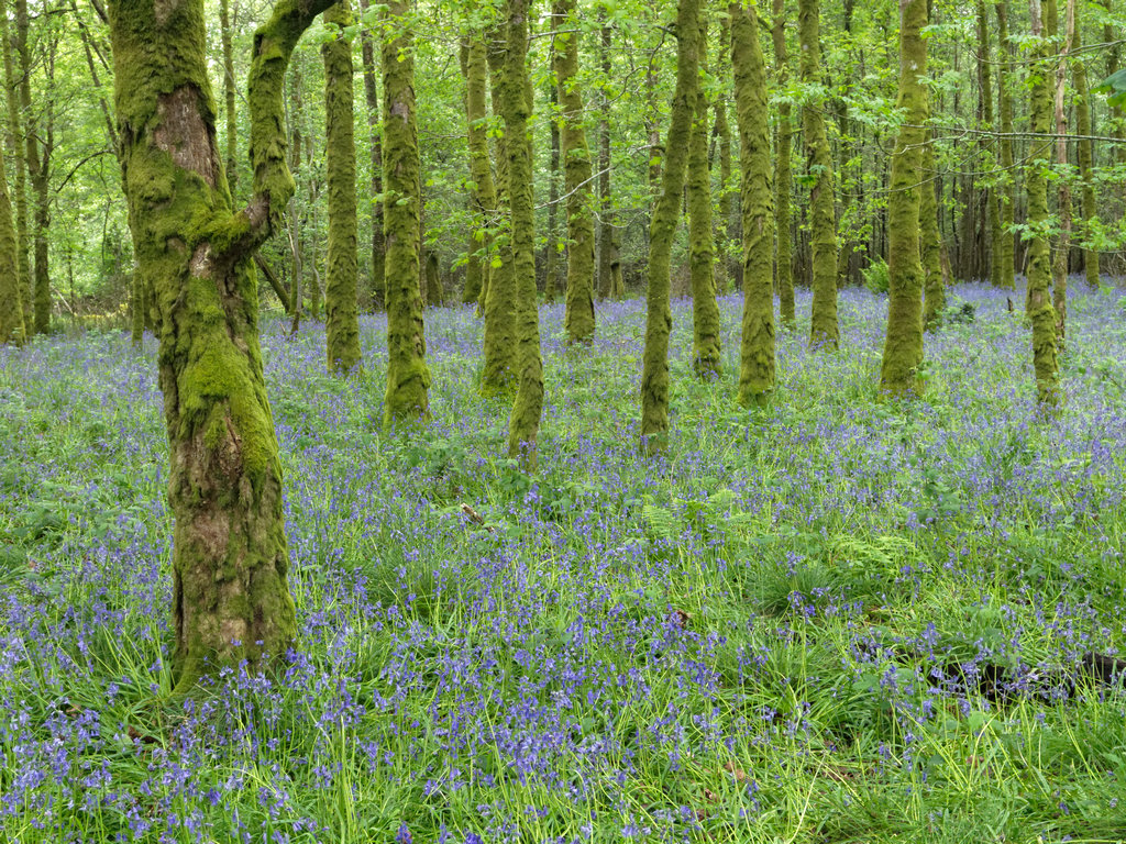 LochLommond_0931_DxO.jpg - bluebells