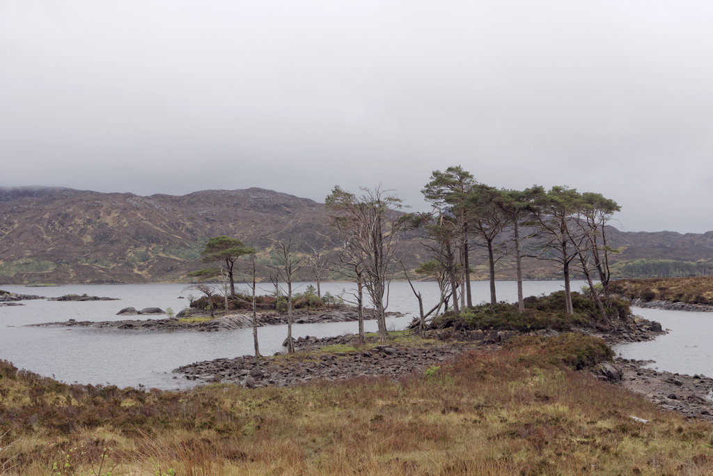 LochAssynt_0862a_DxO.jpg - Loch Assynt trees