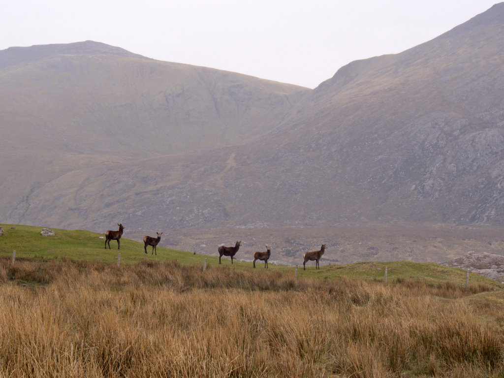 deer_0765c.JPG - deer on Ganu Moor