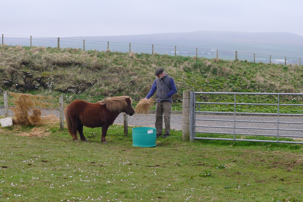 Orkney_R0289.JPG - feeding the ponies at Gurness