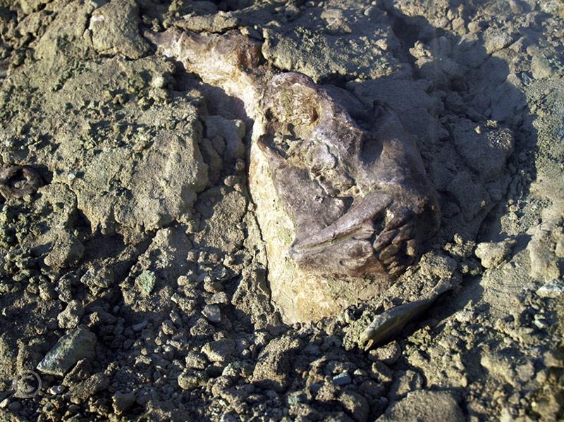 cat627.jpg - mold of fossil saber tooth cat. The original is at the Paleontology Center