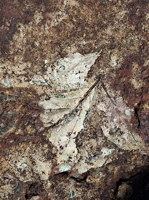 Clarno_leaf686.jpg - leaf fossil