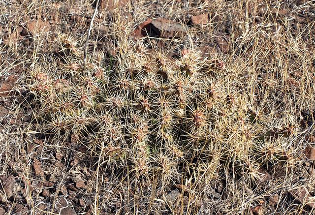 cactus071.jpg - hard to see until you step on it