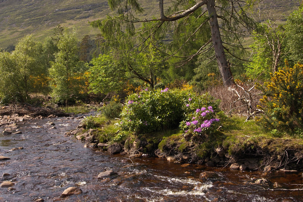 ApplecrossRiver_0033.JPG - Applecross River walk, Allt Beag. Site of very poor logging practices.    