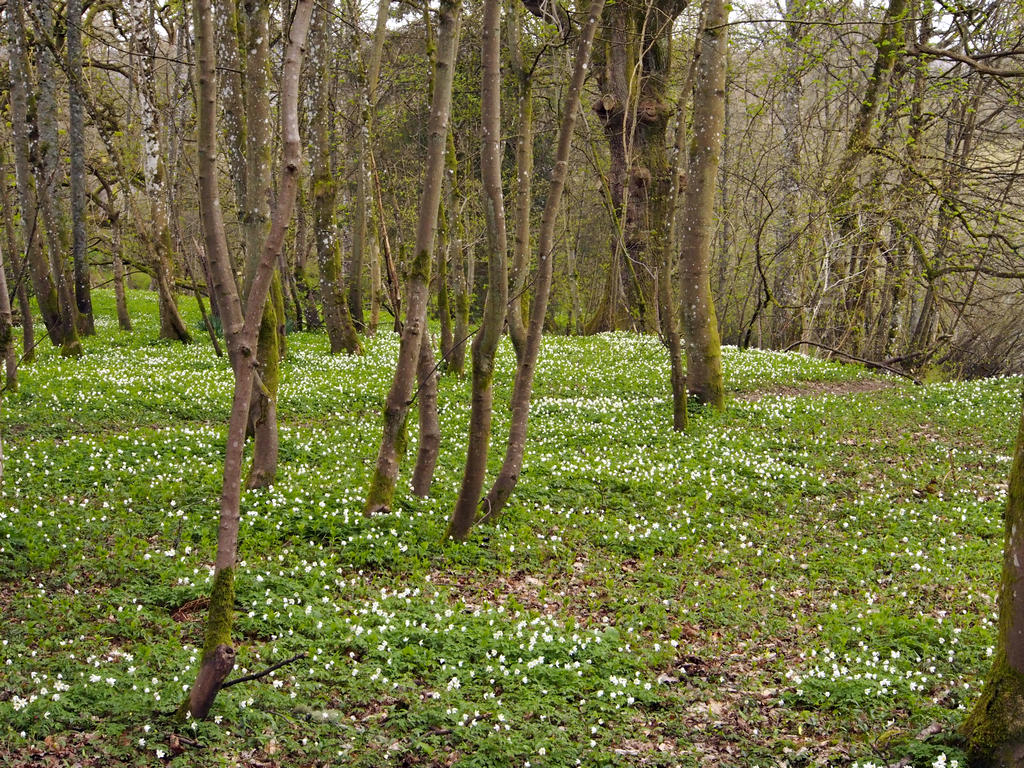 Birnam_0446.JPG - Along the banks of the River Tay.