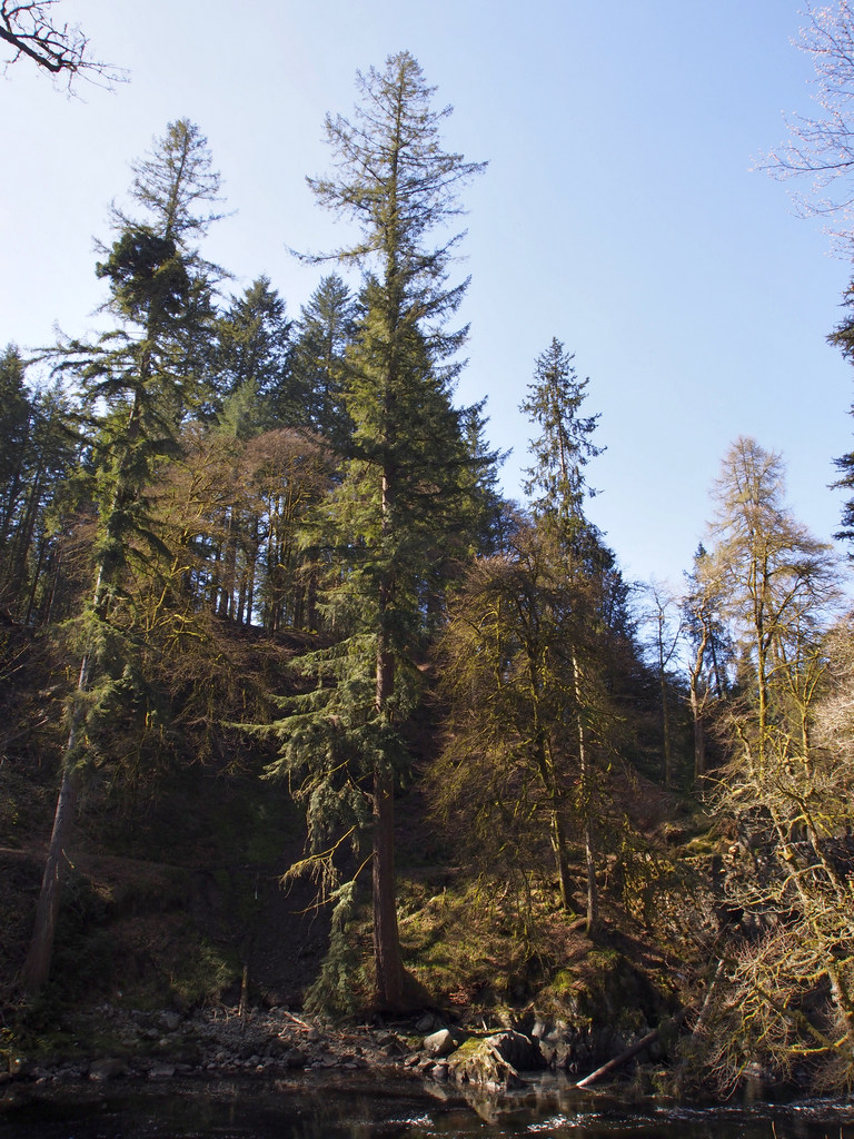 Dfir_0558.JPG - At 61.3m one of the tallest trees in UK. (there are many contenders for 'tallest' in Scotland) Some of these 'scrawny' ;) Douglas Firs are thought to have been grown from seed brought back from the Columbia River by David Douglas in 1826.