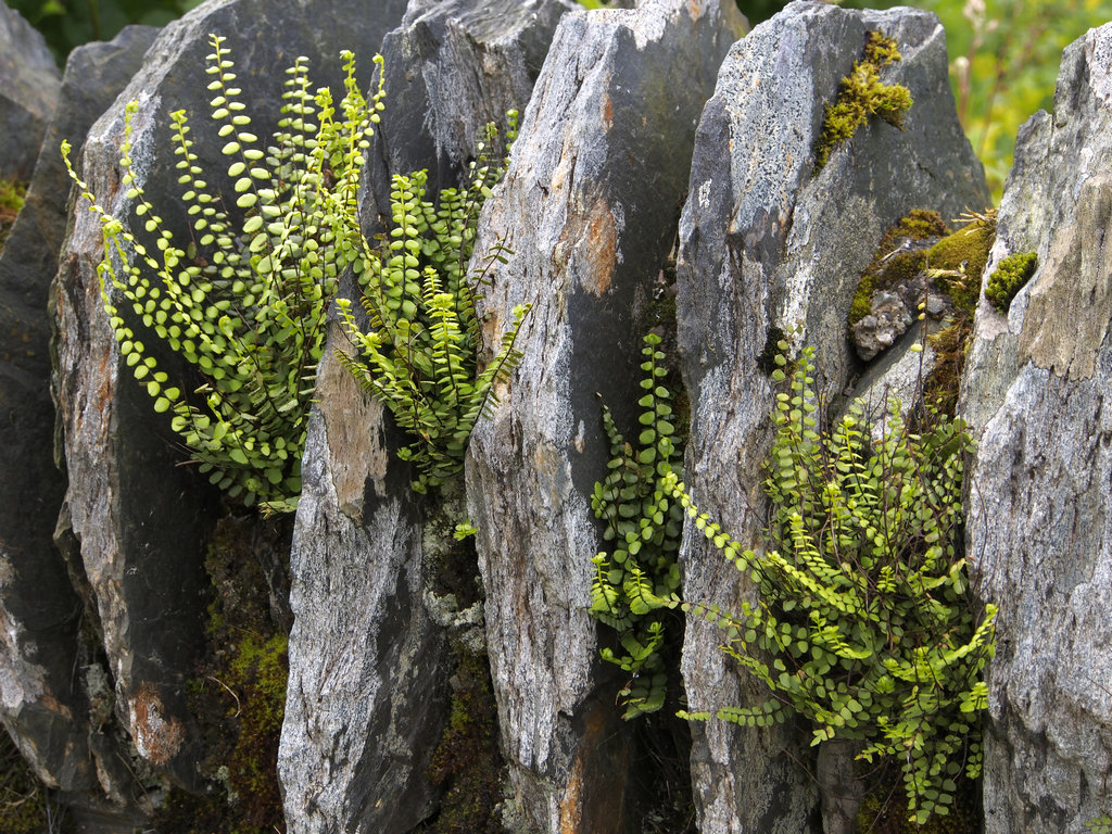 GlencoeFence_0349.JPG - stone fence detail