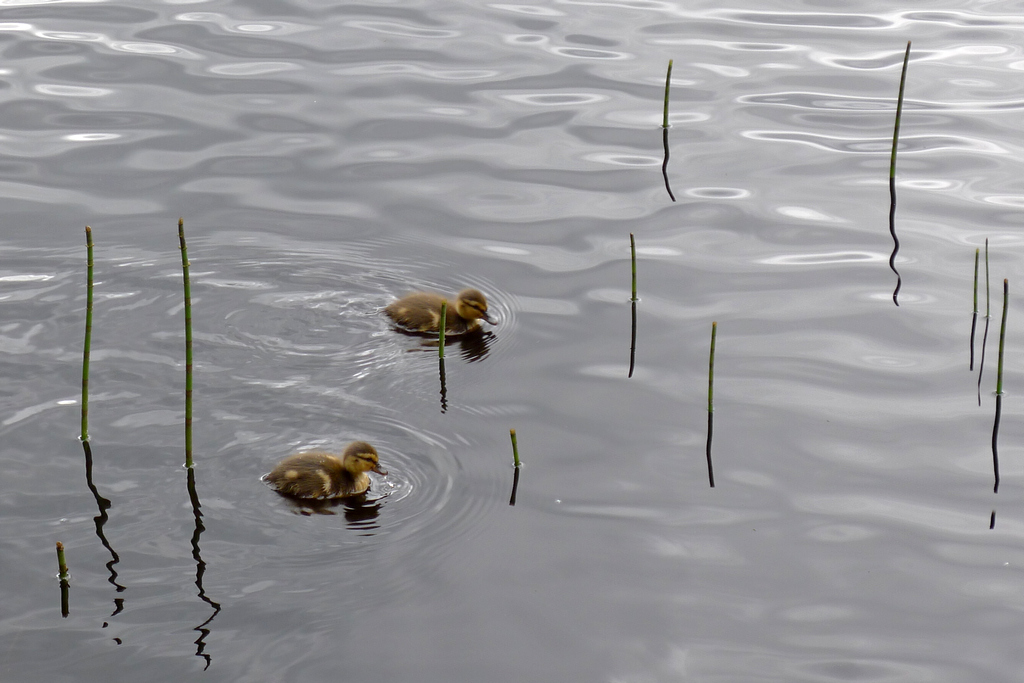 Glencoe_R0459.JPG - ducklings on Glencoe Lochan