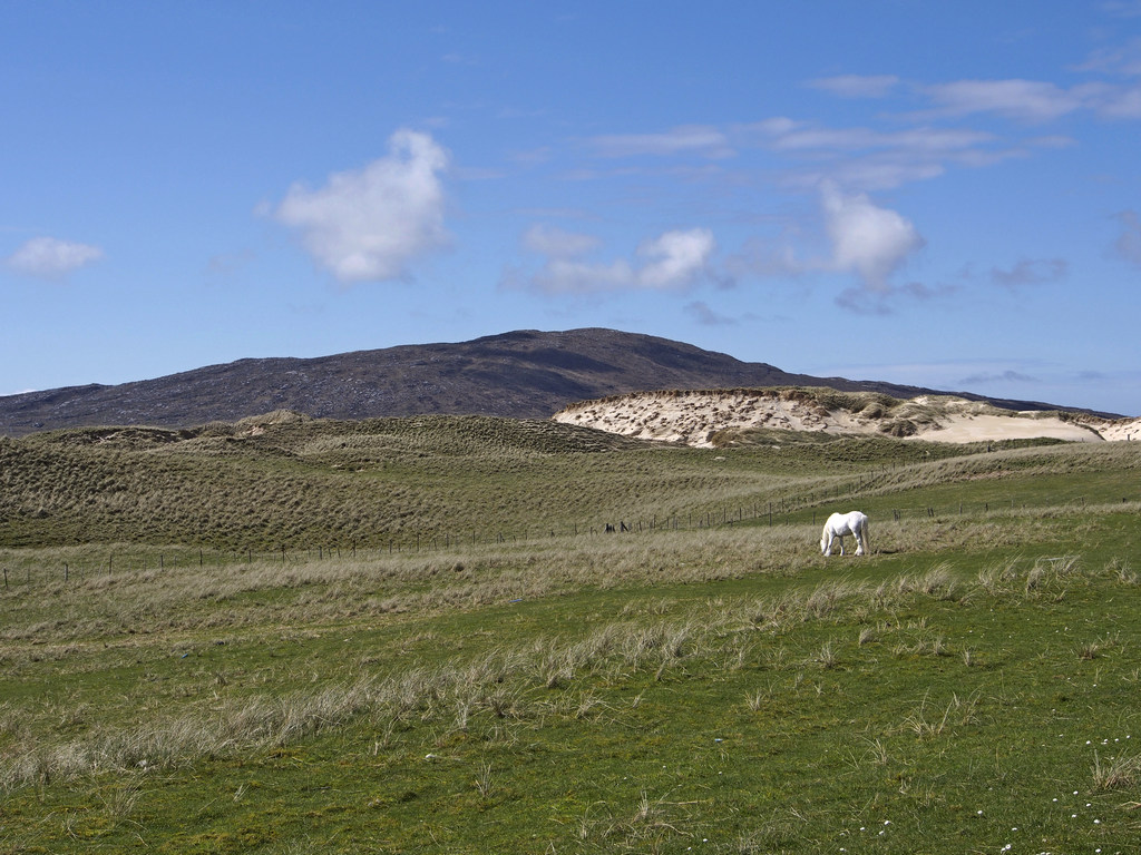 Luskentyre_0095a.JPG - White horse near Traigh Rosamol