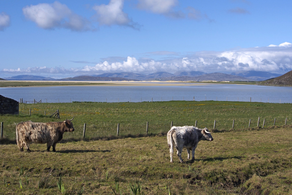 cows_0139a.JPG - A couple of David's cows