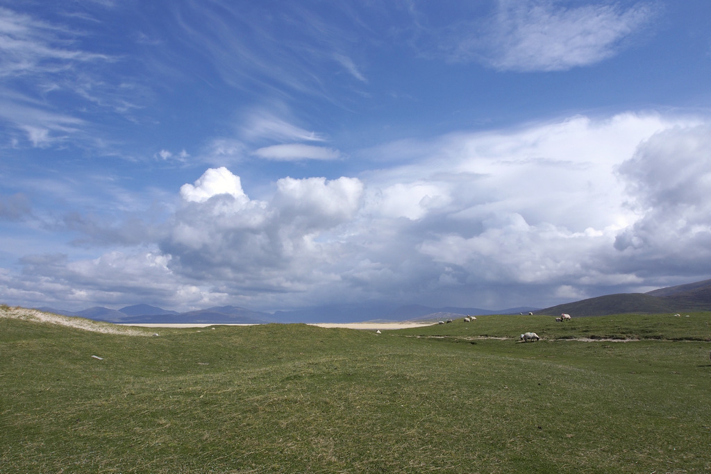 sheep_0305a.JPG - Sheep on the Machair at Northton.