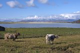 cows_0139a