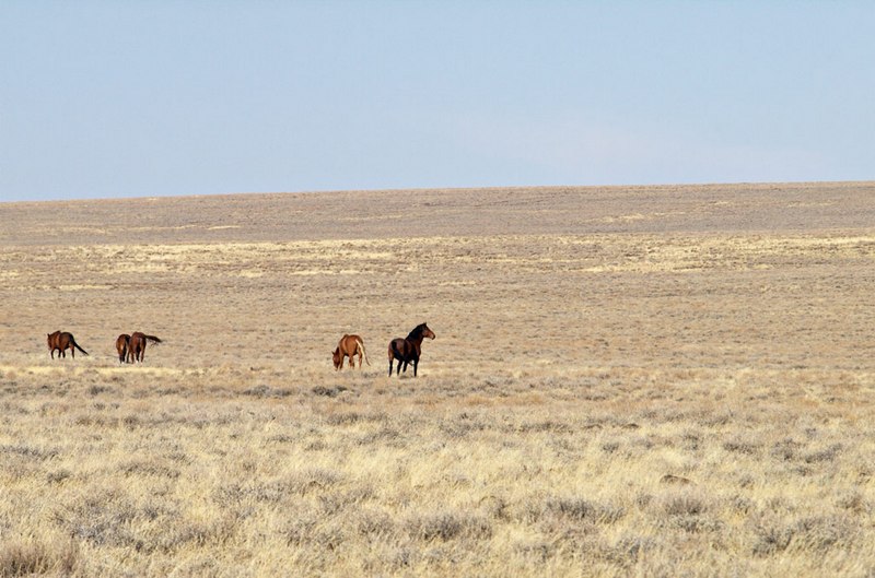 horses344.jpg - Wild horses.