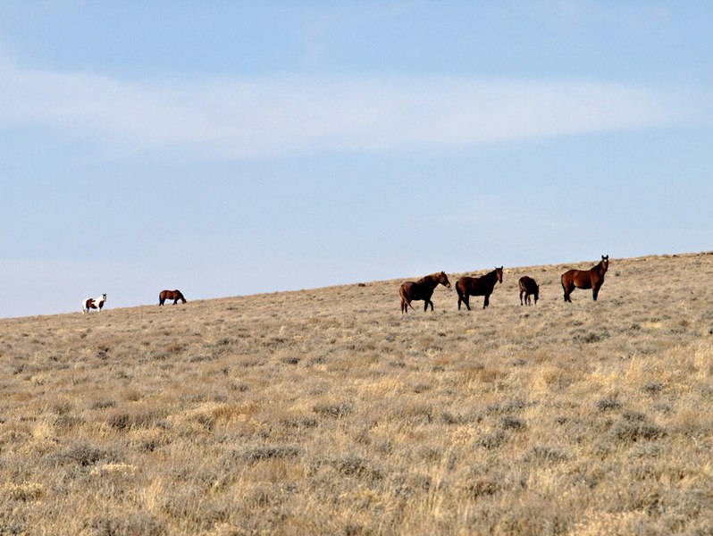 horses353-2.jpg - Always watching