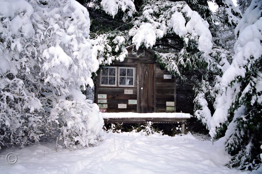 A-002.jpg - The old cabin in our lower field with a heavy coat of snow.  The willow on the left collapsed under the weight and is no longer there.